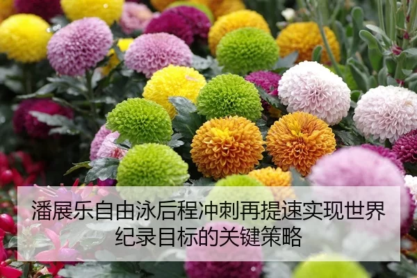 潘展乐自由泳后程冲刺再提速实现世界纪录目标的关键策略